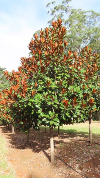 Magnolia grandiflora Coolwyn Gloss