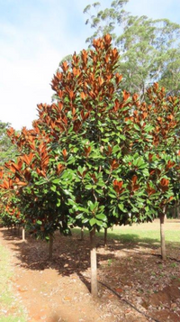 Magnolia grandiflora Coolwyn Gloss