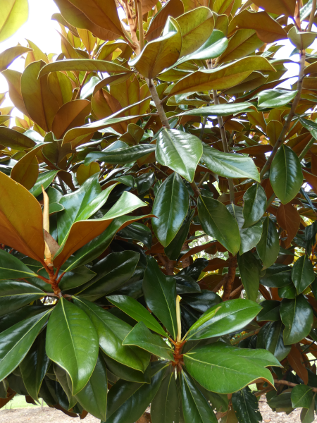 Magnolia grandiflora Coolwyn Gloss