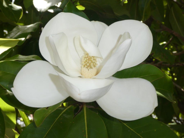 Magnolia grandiflora Coolwyn Gloss