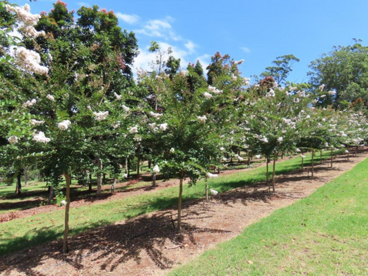Lagerstroemia indica White Crepe Myrtle