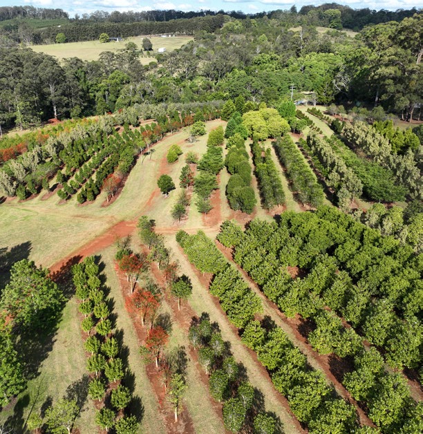 Aerial view of mixed production rows at The Ravensbourne Estate