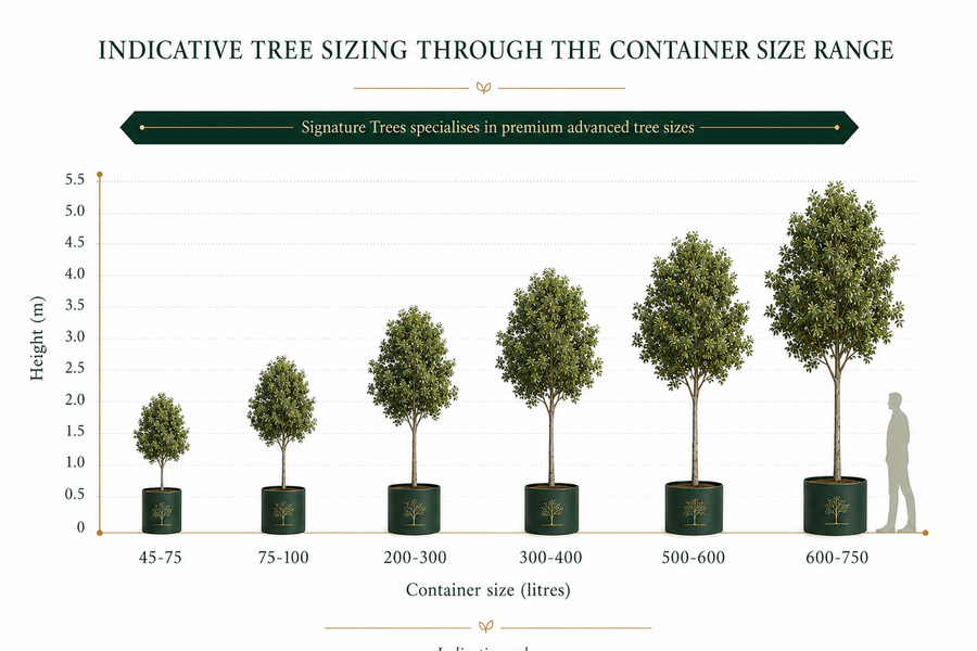 The advanced tree container range from 45 litre pots to ex-ground specimens, shown with typical heights at supply.