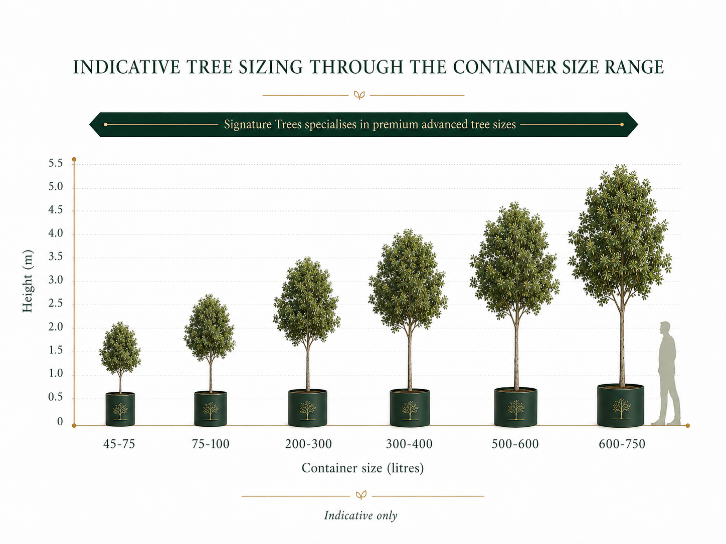 The advanced tree container range from 45 litre pots to ex-ground specimens, shown with typical heights at supply.